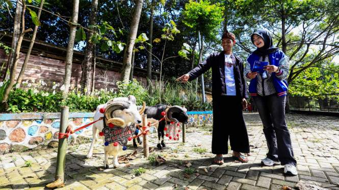 Idul Adha Jadi Momentum, BRI Peduli Tingkatkan Produktivitas Peternak Domba di Desa BRILiaN Sukalaksana Garut