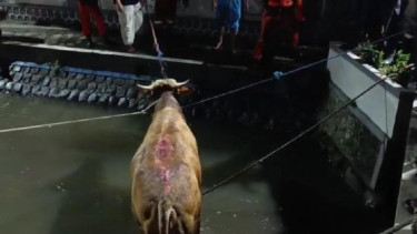 Sapi yang mengamuk dievakuasi.