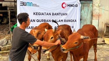 Sapi kurban Grup MIND ID (Istimewa)