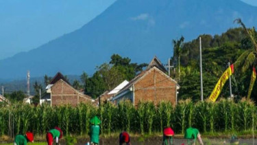 Petani di Kecamatan Sobo, Banyuwangi, Jatim, melakukan aktivitas seperti biasa.