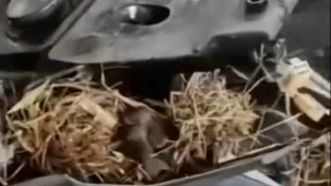 Video Pemilik Mengeluh Motor Sering Mogok, Saat Dibongkar Isinya Bikin Terkejut