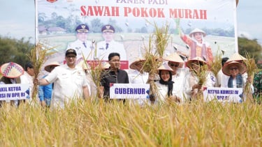 Titiek Soeharto Panen Padi Sawah Pokok Murah di Kabupaten Agam 