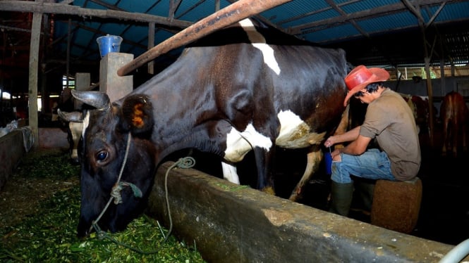 Dapatkan Fasilitas Pembiayaan dan Transaksi dari BRI, Klaster Susu di Ponorogo Berhasil Tingkatkan Kapasitas Produksi