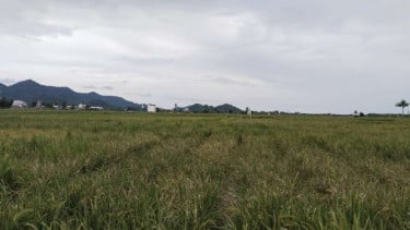 persawahan di Kecamatan Larompong