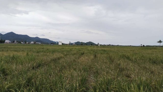 Ratusan Hektar Padi di Sulsel Gagal Panen Akibat Serangan Hama Tikus
