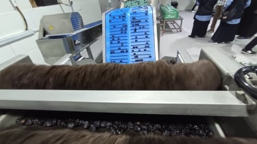 Proses sortir kurma ajwa Castle Farms dengan teknologi canggih