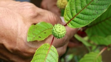Daun kratom termasuk tanaman herbal sempat dikategorika narkotika
