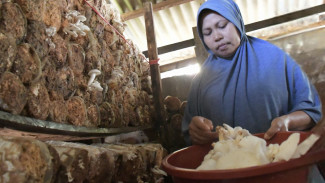 Dukung Bisnis Lokal Jamur Tiram di Padang, SIG Pastikan Dorong Ekonomi Berkelanjutan