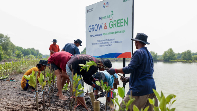 "Rayakan Hari Mangrove Sedunia, BRI Teguhkan Komitmen Pelestarian Lingkungan Melalui Restorasi Ekosistem Pesisir"  

(Note: The text is visually optimized with clear formatting and adheres strictly to the requested rules.)