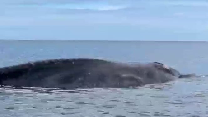 Geger! Ikan Paus Raksasa Terdampar Mati di Pantai Temkuna NTT