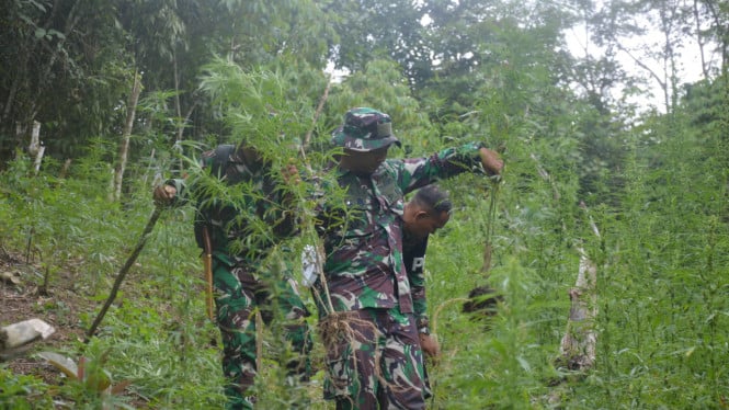 Geger Ladang Ganja di Perbukitan Sumut, TNI Temukan 30 Ribu Batang Siap Panen!