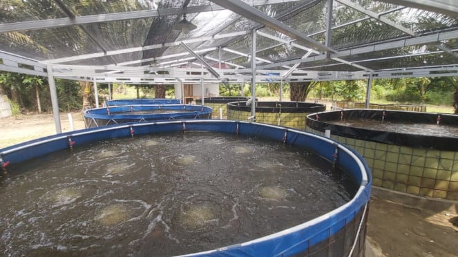 Tilipia Group de desarrollo de peces agricultores excelentes