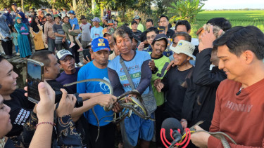 Bupati Indramayu Lucky Hakim melepaskan ular ke sawah untuk berantas tikus
