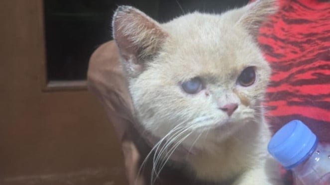 Kucing Uya Kuya yang ikut dijarah