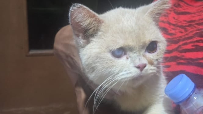 9 Penjarah Ditangkap, Begini Penampakan Kucing Uya Kuya yang Ikut Dijarah Saat Ditemukan