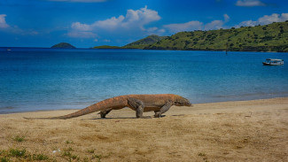 Jaringan Internasional Perdagangan Komodo ke Thailand Dibongkar, 2 Orang Ditangkap
