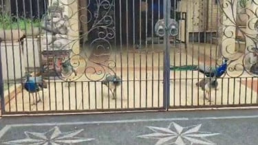 Peacock en el patio de origen de los residentes en Duren Savit en East Yakarta