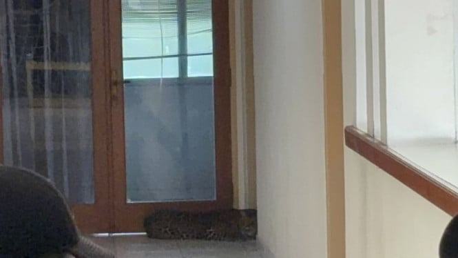 Heboh Macan Tutul Ditemukan di Hotel Bandung, Diduga yang Kabur dari Lembang Park & Zoo