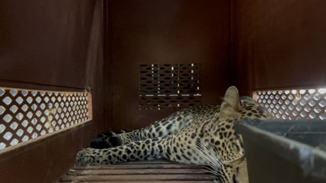 Detik-detik Menegangkan Evakuasi Macan Tutul Masuk Hotel Diduga yang Kabur dari Lembang Park & Zoo