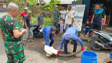 Ular Piton Sepanjang 3 Meter Dievakuasi Damkar Temanggung