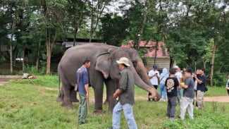 Kebakaran 673 Hektare di Way Kambas Padam, Kondisi Gajah Sumatra Dipastikan Aman