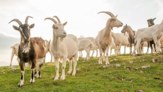 Catat! Ini 5 Syarat Beli Kambing untuk Kurban yang Sah dan Sesuai Syariat Islam