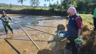 Dongkrak Produksi Padi, Penyuluh di Surade Inisiasi Demplot PM-AAS secara Swadaya