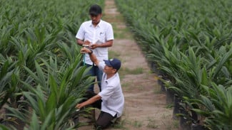 Melonjak 10,89 Persen, PTPN Group Bukukan Penjualan Rp 29,1 Triliun di Semester I-2026