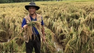 Indonesia Dinilai Punya Peluang Jadi Negara Mandiri di Bidang Pangan Lewat Benih Unggul