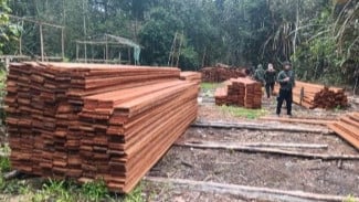 Kemenhut Ungkap Pembalakan Liar di Suaka Margasatwa Kerumutan Riau
