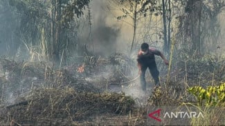 Karhutla di Nabire Papua Meluas Capai 396 Hektare, Sejumlah Titik Api Masih Belum Bisa Dipadamkan